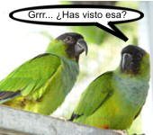 Cotorras en preselección