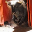 Toros disecados y horchata para secos