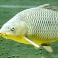 Carpa