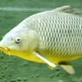 Carpa