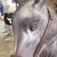 Burro del ninot indultat de 2019