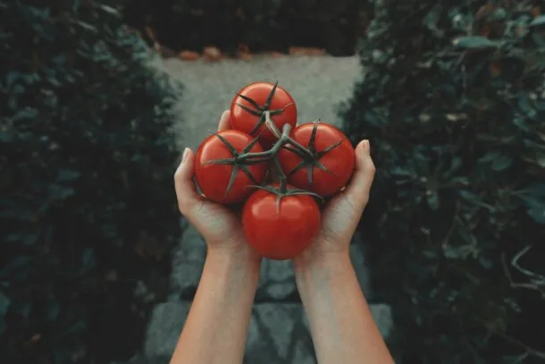 Tomates, Tomatina
